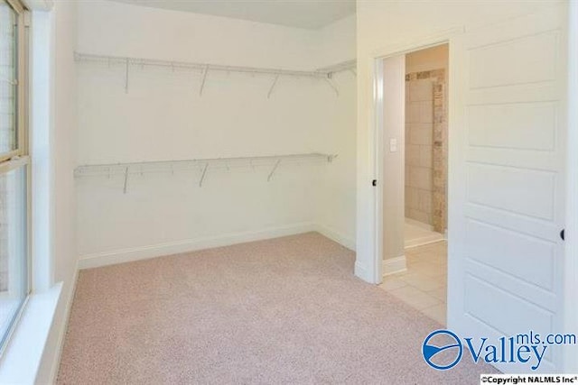 walk in closet with light colored carpet