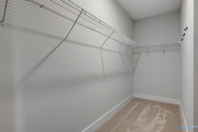 spacious closet featuring carpet floors