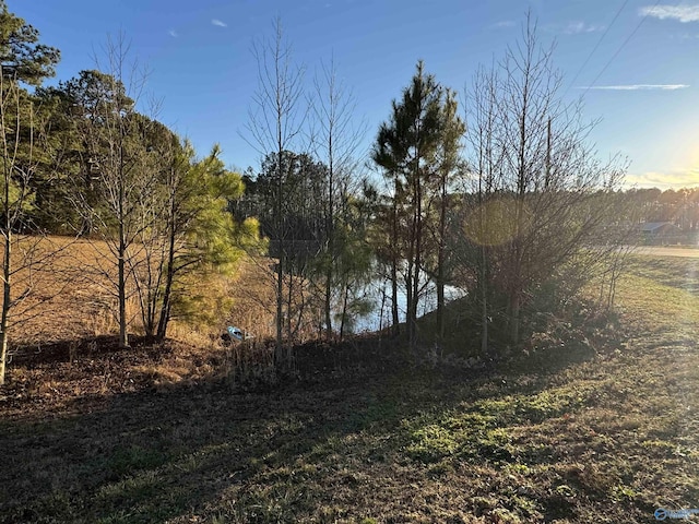 view of local wilderness