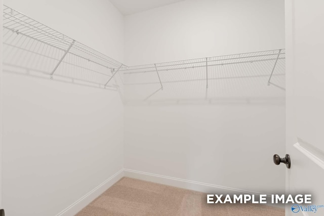 walk in closet featuring carpet flooring