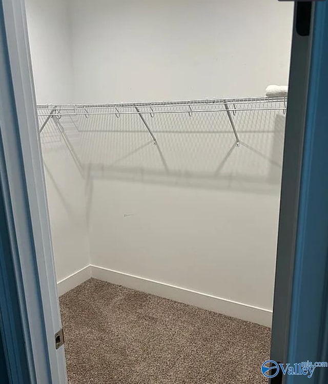 walk in closet featuring carpet flooring