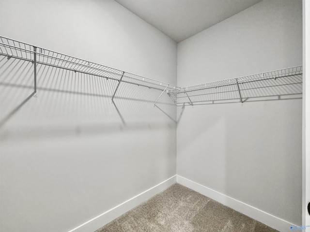 spacious closet with carpet flooring