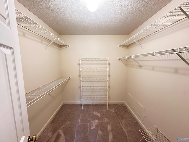 walk in closet with carpet flooring