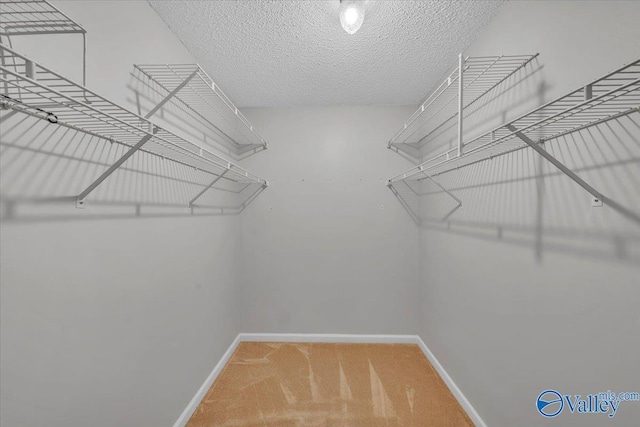 walk in closet featuring carpet flooring