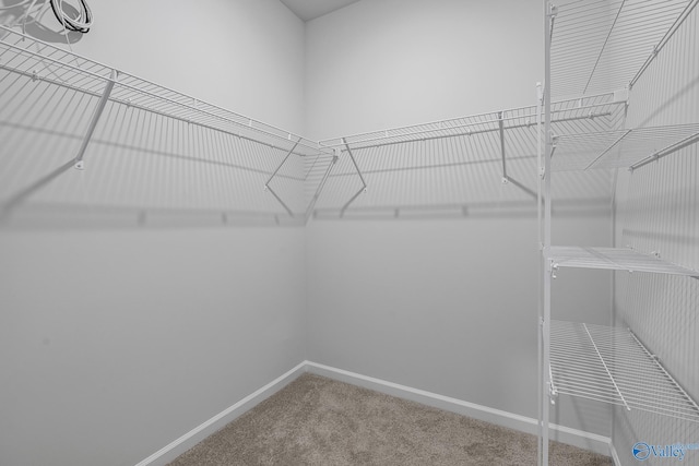 spacious closet featuring carpet flooring