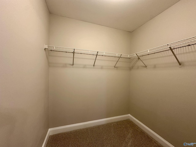 spacious closet with carpet flooring