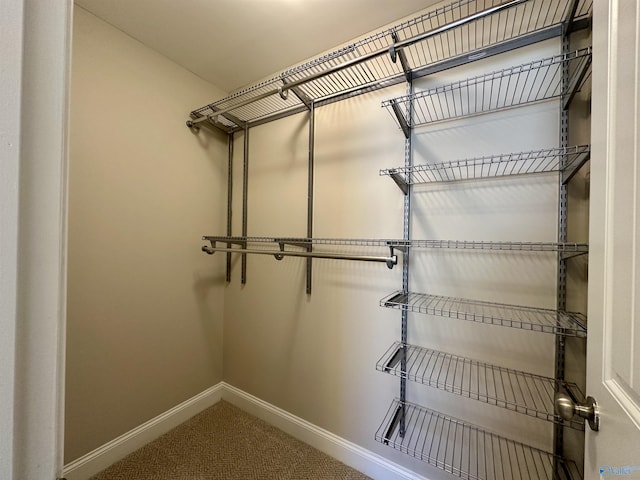 spacious closet featuring carpet floors