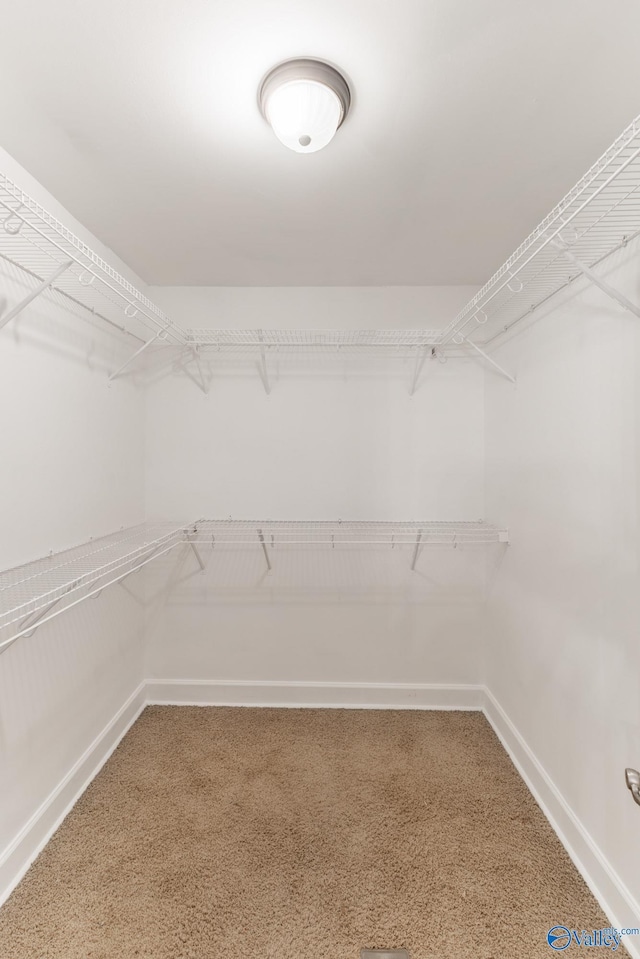 walk in closet with carpet flooring