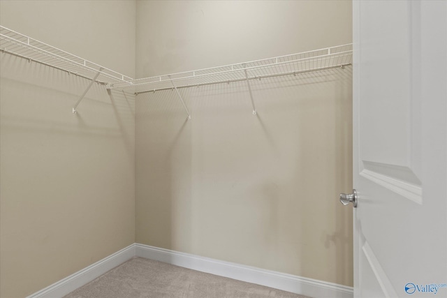 spacious closet featuring carpet