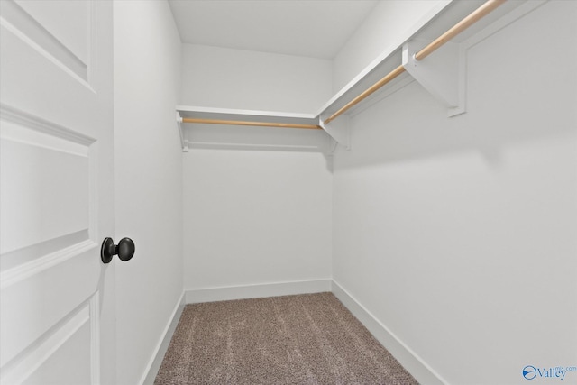 walk in closet featuring carpet