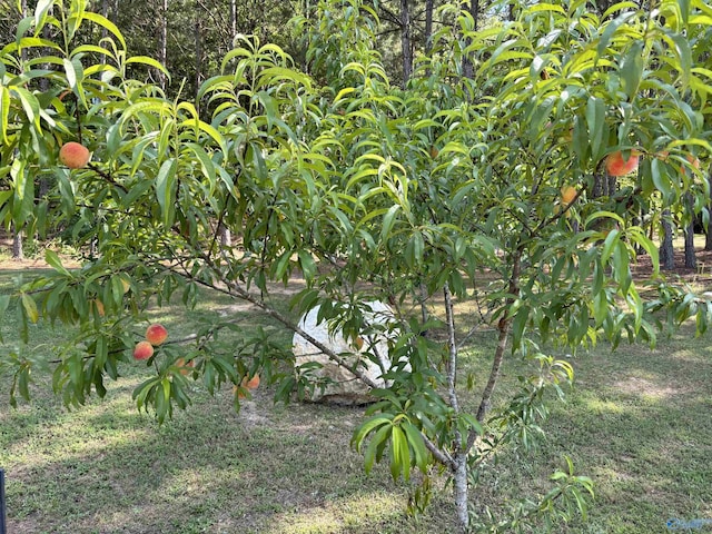 view of local wilderness