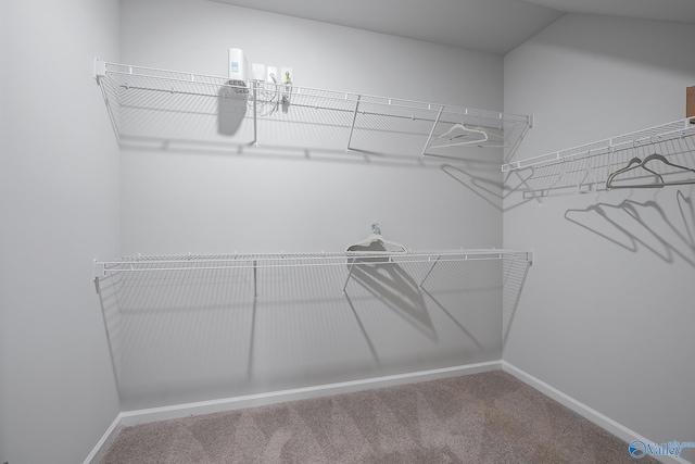 walk in closet featuring carpet floors