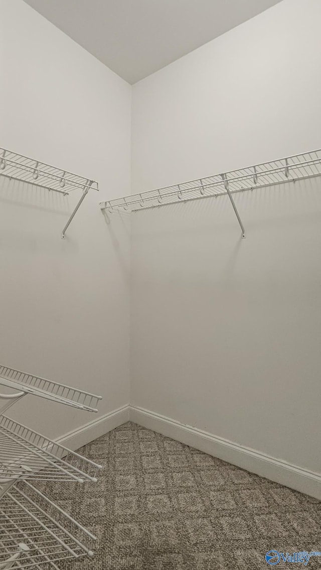 spacious closet featuring carpet