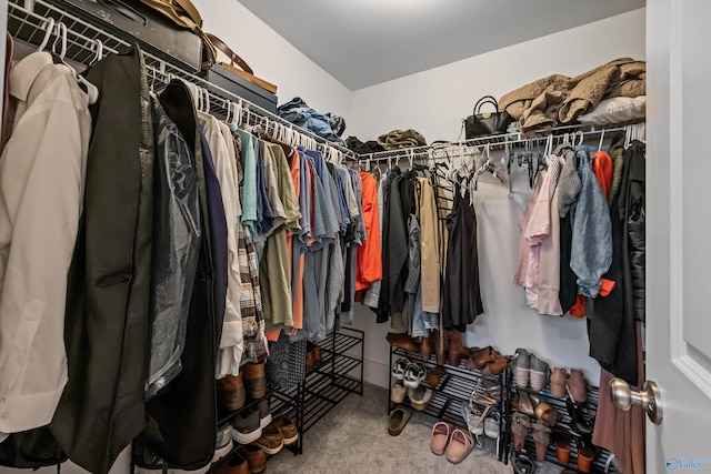 walk in closet with carpet flooring