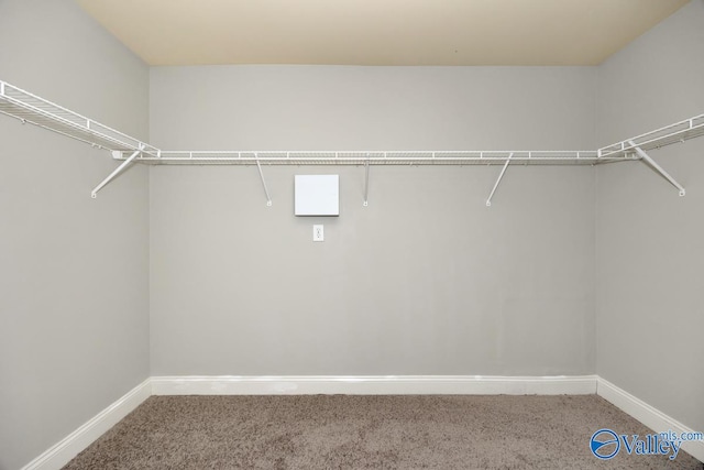 walk in closet featuring carpet floors