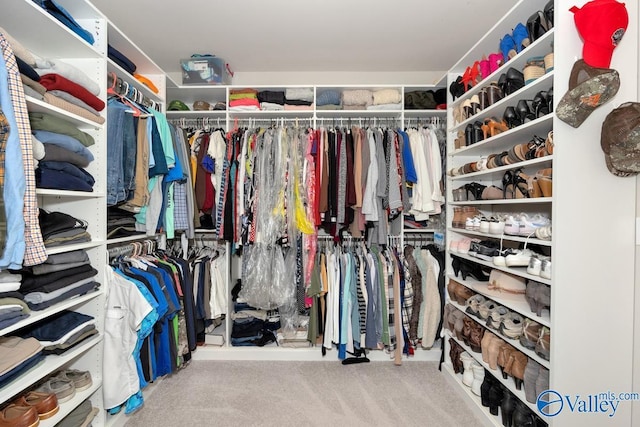 walk in closet with carpet flooring