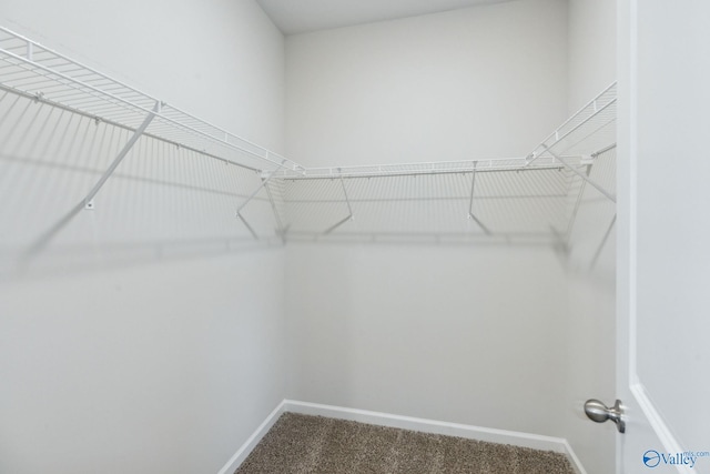 spacious closet featuring carpet floors