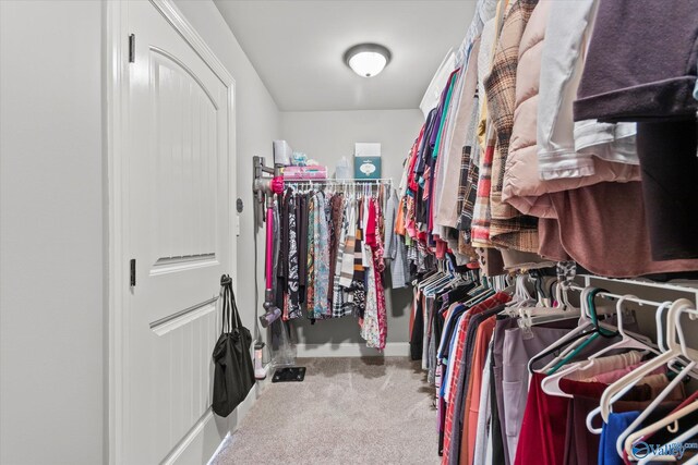 walk in closet with carpet flooring