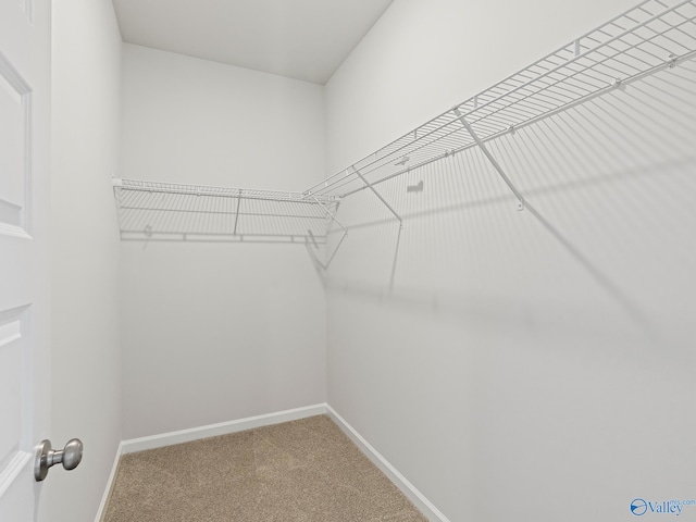 spacious closet with carpet