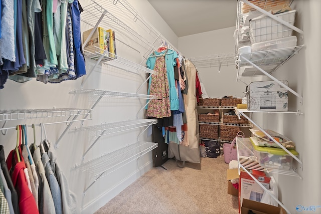 walk in closet with carpet floors