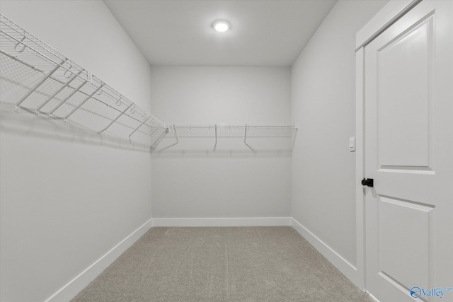 walk in closet with carpet flooring