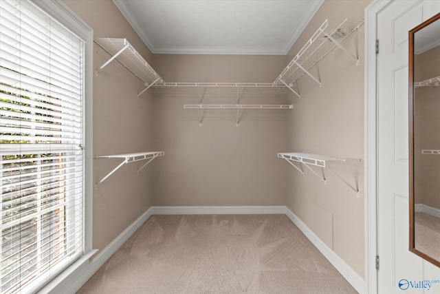 spacious closet featuring carpet floors