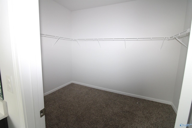 spacious closet featuring carpet