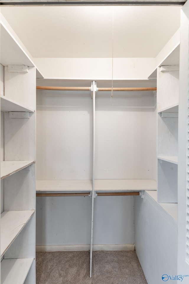 spacious closet featuring carpet flooring