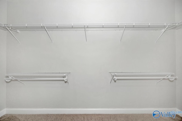 walk in closet with carpet floors
