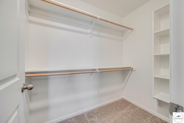 spacious closet featuring carpet flooring