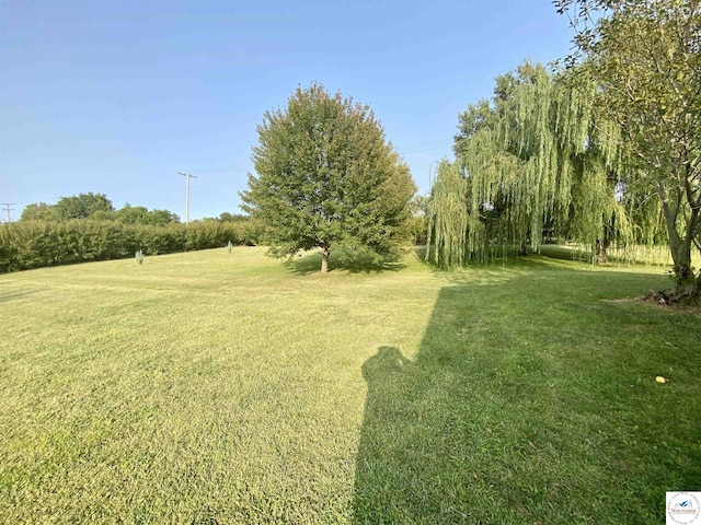 view of yard