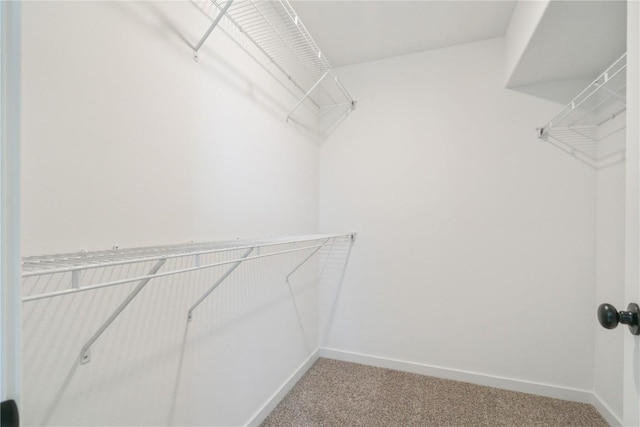 walk in closet featuring carpet flooring