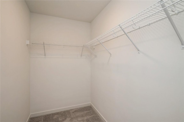 spacious closet featuring carpet flooring