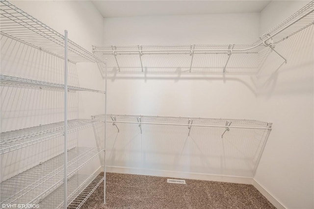 walk in closet featuring carpet flooring