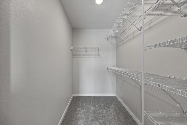 spacious closet featuring carpet