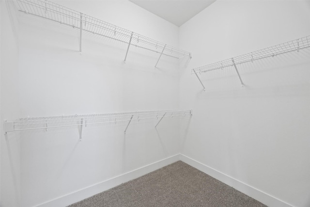 walk in closet with carpet flooring