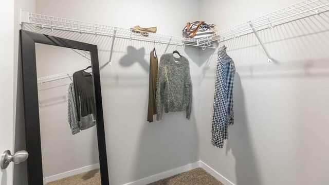 spacious closet featuring carpet