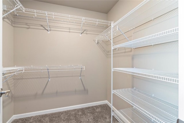 spacious closet featuring carpet flooring