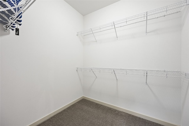 spacious closet featuring carpet floors