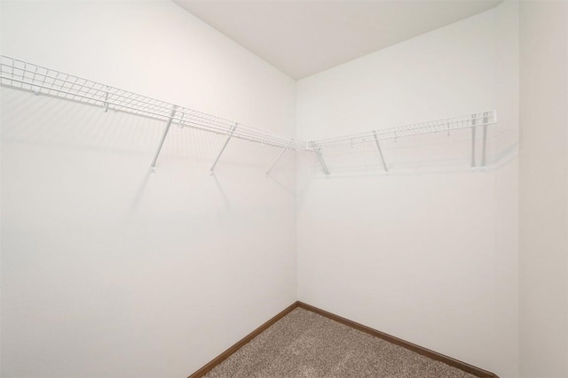 walk in closet with carpet floors