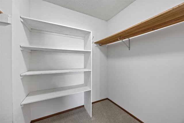 walk in closet with carpet flooring