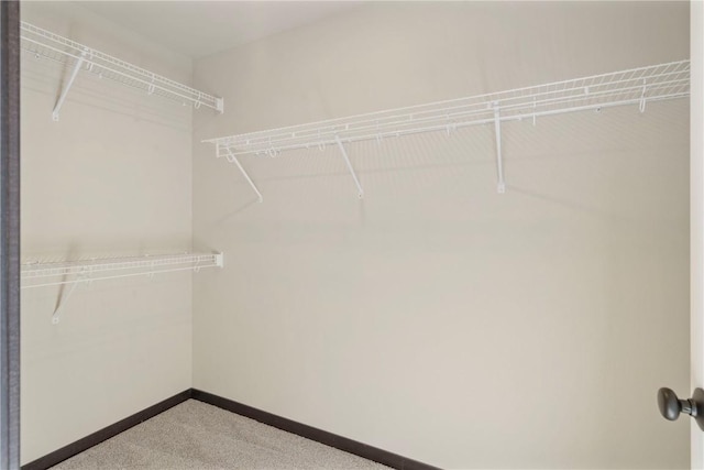 walk in closet featuring carpet floors