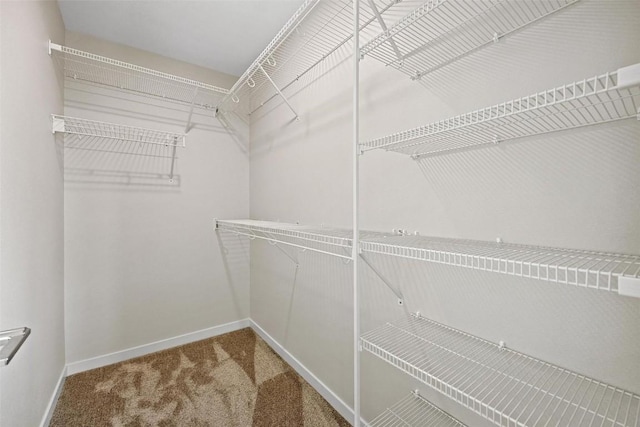 spacious closet featuring carpet flooring