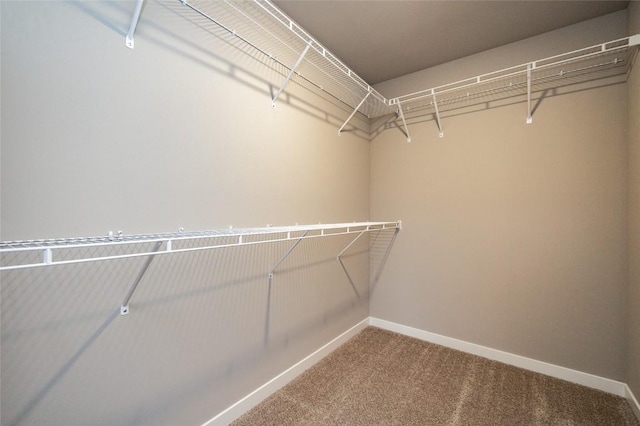 walk in closet featuring carpet floors