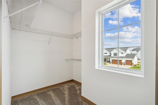 spacious closet featuring carpet