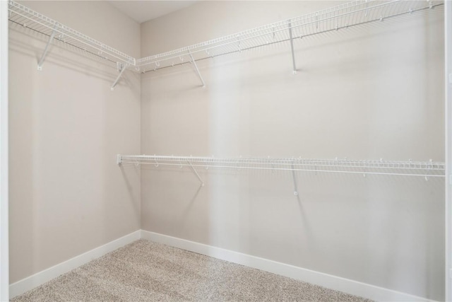 spacious closet featuring carpet flooring