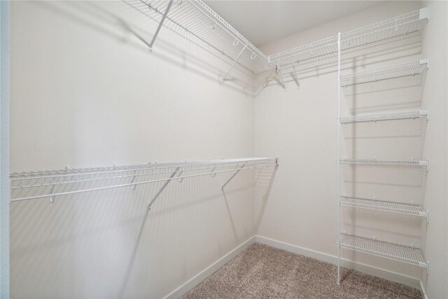 walk in closet featuring carpet floors