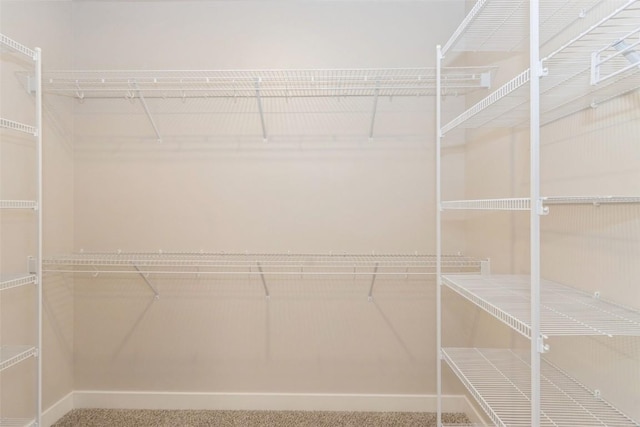 spacious closet featuring carpet flooring