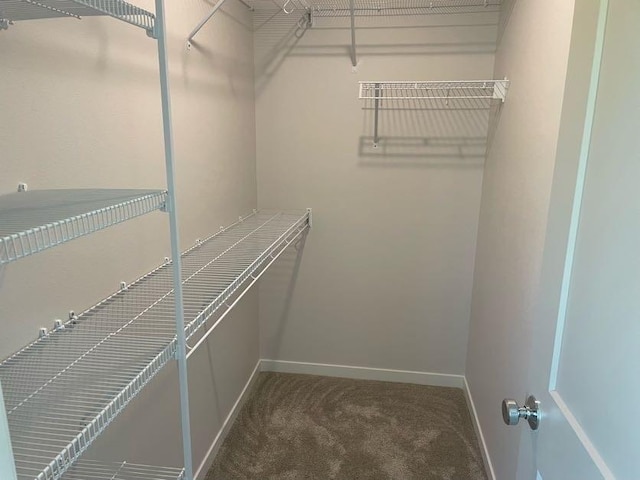 spacious closet featuring carpet