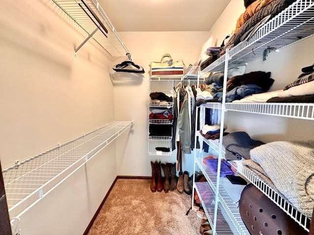 spacious closet featuring carpet flooring